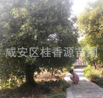 20公分湖北咸寧桂花樹，精品金桂銀桂四季桂丹桂