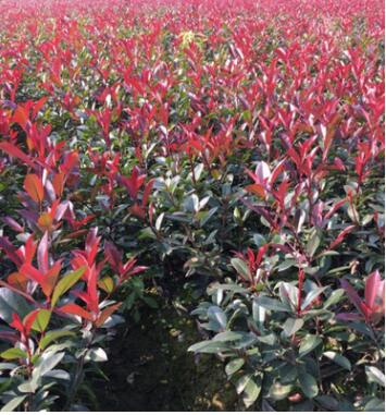 專業種植供應各種規格綠化工程紅葉石楠地被 紅葉石楠小苗