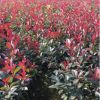 專業種植供應各種規格綠化工程紅葉石楠地被 紅葉石楠小苗