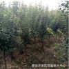 山東櫻花苗 櫻花苗銷售基地 綠化種植櫻花苗 樹干直