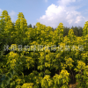 工程綠化苗木 金葉復葉槭扦插小苗工程苗 色塊綠化規(guī)格齊全