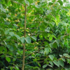供應(yīng)批發(fā)優(yōu)質(zhì)樸樹(shù)小苗 綠化用苗樸樹(shù)成活率高 量大從優(yōu) 價(jià)格從優(yōu)