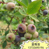 供應南高灌藍莓木 薄霧藍莓 兔眼藍莓樹 黑珍珠藍莓樹