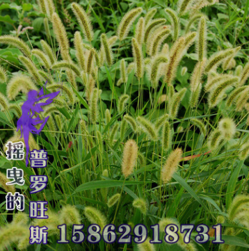 批發護坡觀賞狼尾草種子 狗尾巴草種子 狗尾草種子 芮草種子