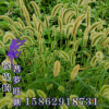 批發護坡觀賞狼尾草種子 狗尾巴草種子 狗尾草種子 芮草種子