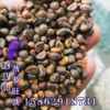空心菜芽苗菜種子 壽光有機綠色芽苗菜種子 空心菜種子