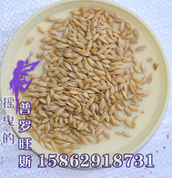 大麥種子 優質高產牧草種子 農作物種子 大麥種子 當年新 采