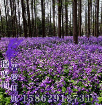 二月蘭種子新采收草花種子諸葛菜種子護坡綠化專用包發芽種花海