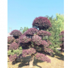 湖南長沙湖南造型紅繼木 造型紅繼木古樁價格