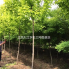 江西供應(yīng)5-6公分黃金槐 如圖所示
