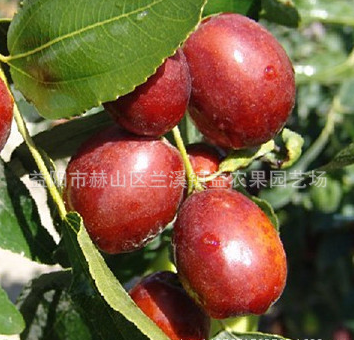 盆栽棗樹苗 嫁接紅棗苗 湖南果樹苗品種 金絲小棗樹苗 棗子樹苗