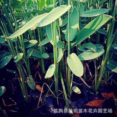 供應 水生植物 濕地綠化苗木 再力花 挺水植物