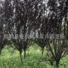 專業(yè)種植 供應綠化工程紫葉李 優(yōu)質(zhì)綠化苗木紫葉李 基地直銷綠化
