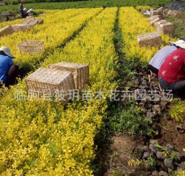 金葉女貞 黃色 園林供應 批發金葉女貞小苗 工程綠化公園花壇