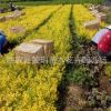 金葉女貞 黃色 園林供應 批發(fā)金葉女貞小苗 工程綠化公園花壇