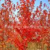 批發(fā)耐寒綠化苗木紅楓小苗 美國紅楓苗 美國紅楓樹苗 秋火焰