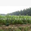 批發(fā)法桐 法桐苗 法桐小苗 速生法桐苗 法桐基地
