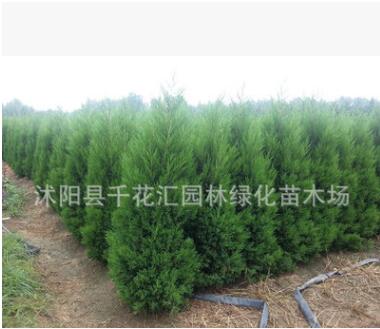 批發(fā)綠化苗木檜柏 檜柏價格 檜柏基地50公分塊柏、80公分小檜柏
