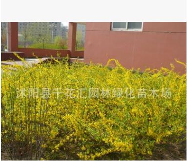 批發(fā)綠化苗木連翹苗 庭院觀花綠植 又名黃老虎 黃金條 金鐘花