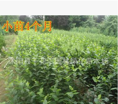 綠化苗木海棠 西府海棠苗 西湖海棠樹苗 規(guī)格齊全