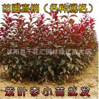 批發(fā)紫葉李苗 紫葉李小苗 又名紅葉李苗 紅葉李小苗