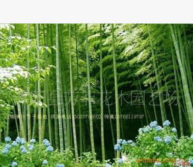 剛竹10株
