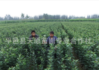 【供應(yīng)】綠化苗 海量批發(fā)各種道路綠化苗木/園林景觀苗木質(zhì)優(yōu)價(jià)廉