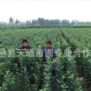 【供應】綠化苗 海量批發各種道路綠化苗木/園林景觀苗木質優價廉