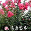 基地直銷綠化苗木紫薇樹苗 庭院觀賞苗紫薇小苗 紫薇苗 百日紅