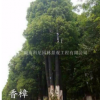 湖南益陽叢生香樟