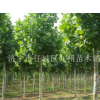 山東濟寧供應12公分2年帽造型法桐，價格便宜，成活率高。