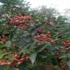 基地供應(yīng)花椒苗 規(guī)格齊全 成活率高大紅袍花椒苗 現(xiàn)貨出售花椒苗
