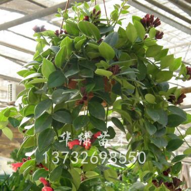 低價(jià)批發(fā)室內(nèi)觀花綠化植物 口紅吊蘭 常年開(kāi)花常綠植物