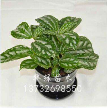 低價(jià)批發(fā) 盆栽辦公室觀葉植物 花葉冷水花盆栽