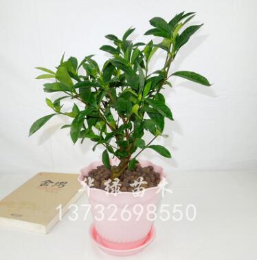 供應(yīng)室內(nèi)觀花植物盆栽 梔子花盆栽 芳香梔子花 辦公室盆栽