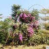 常綠灌木地被 多色勒杜鵑 葉子花 三角梅