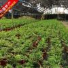 散尾葵 鳳尾竹直銷 凈化空氣 觀葉植物
