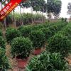 非洲茉莉 灰莉 室內(nèi)盆栽植物 廣東苗木