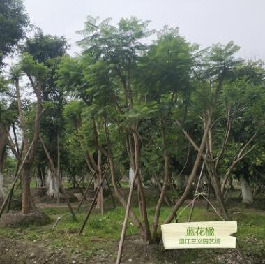 藍(lán)花楹 胸徑5-40公分 種植批發(fā)