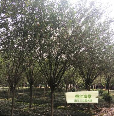 垂絲海棠 落葉小喬木 綠化喬木