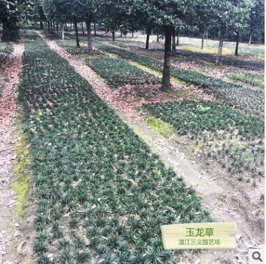 玉龍草 草皮