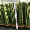 棒葉虎尾蘭 佛前香虎皮蘭客廳綠植圓葉虎尾蘭 室內盆栽 基地批發