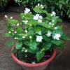 茉莉花盆栽辦公室內桌面綠植開花植物茉莉花白色重瓣帶花苞花香