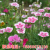 全新景觀花卉種子 常夏石竹種子包成活率 量大價格從優品種齊全
