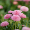 花卉雛菊種子 長命菊、延命菊 雛菊種子 廠家直銷 工程草花種子