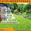 江蘇綠化草坪基地批發果嶺草四季青耐踐踏黑麥草北方耐寒草皮現貨 舉報