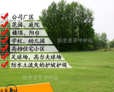 低價(jià)供應(yīng)果嶺草操場(chǎng)草坪草種四季青養(yǎng)護(hù)鋪設(shè)批發(fā)耐踐踏草坪卷草籽