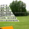 低價供應果嶺草操場草坪草種四季青養護鋪設批發耐踐踏草坪卷草籽