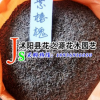批發(fā)供應(yīng)優(yōu)質(zhì) 紫穗槐種子 防護林種子 適應(yīng)性強
