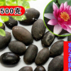 碗蓮水培花卉種子 綠植盆栽碗蓮種子 水生蓮花 迷你荷花種子